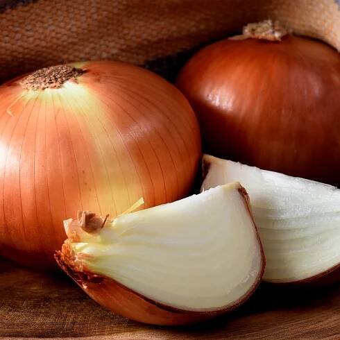 Cibule ozimá Hiberna – prodej semen cibule