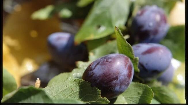 Švestka domácí / Prunus domestica