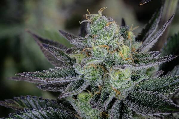 Gorilla Cookies FF