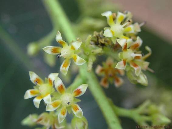 Soubor:Flower of Mangifera indica L. - Flickr - lalithamba.jpg