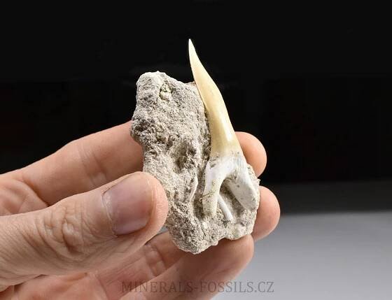 zub žraloka z čeledi písečníkovitých | minerals-fossils.cz