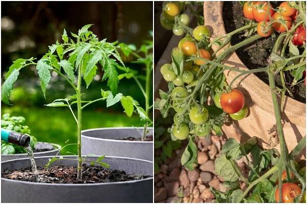 8 Big Mistakes I Made Growing Tomatoes in Pots
