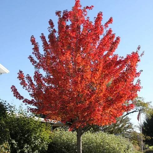 Acer rubrum REDPOINTE ('Frank Jr.')