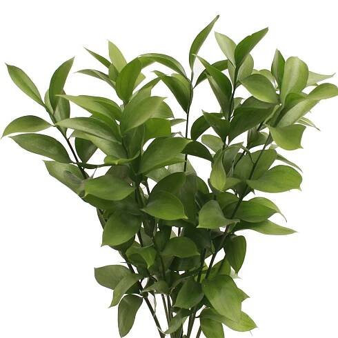 Ruscus – sfgardens.net
