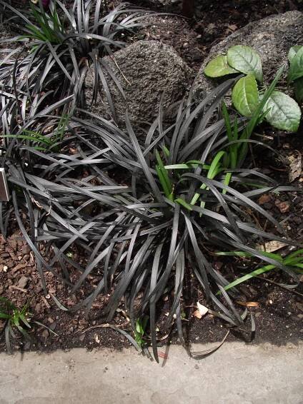 Ophiopogon_planiscapus_nigrescens