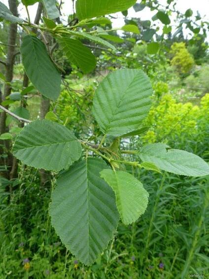 Olše podlouhlolistá - větévka s listy (Alnus oblongifolia)