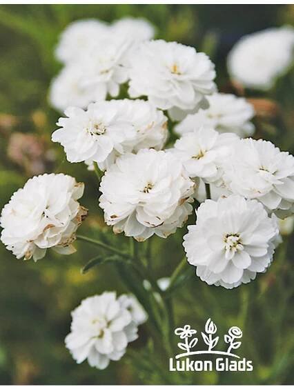 Achillea ptarmica THE PEARL - řebříček - Lukon Glads s.r.o.