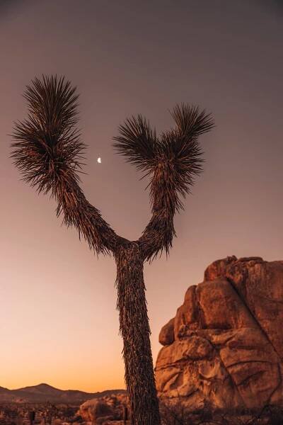 Visiting Joshua Tree
