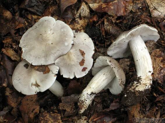 Tricholoma - čirůvka - myko.cz