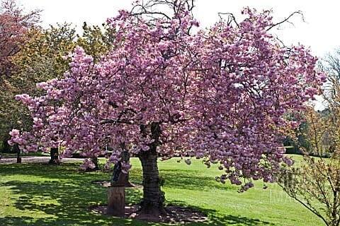 Sakura ozdobná Pink Perfection