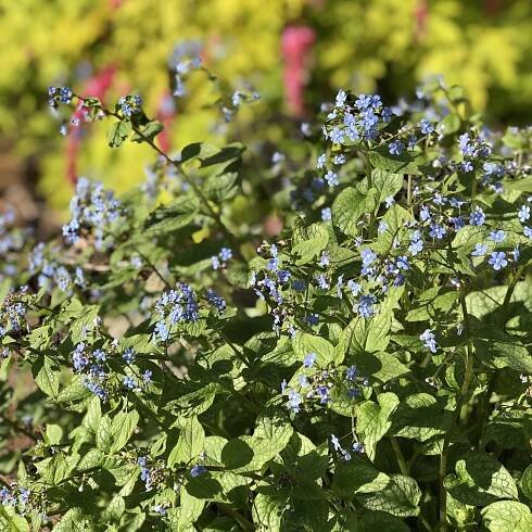 Brunnera Jack Frost - Order Online