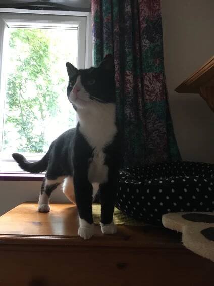 Harold | 8 Lives: Sheffield 8 Cat Rescue