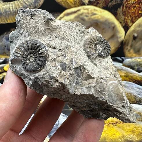 Amaltheus subnodosus ammonite fossil - Whitby, North Yorkshire Jurassic Coast, Yorkshire Fossils