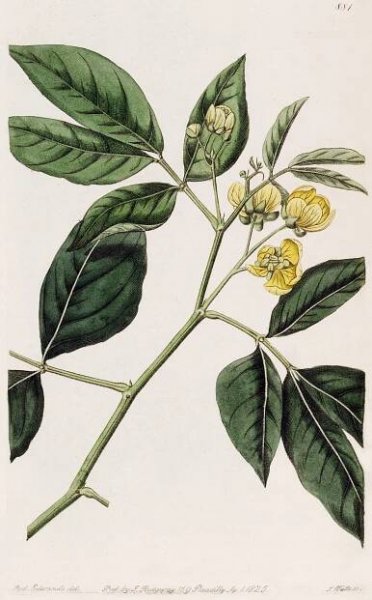 Angiosperm families - links to images 