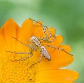 Pavouk na květinové přírodě, kontrast — Stock obrázek