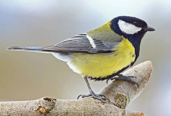 Sýkora koňadra | Naturfoto.cz