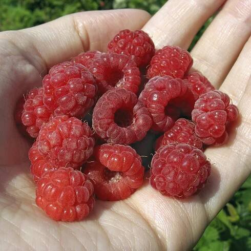 Plant of the Month – January 2025
