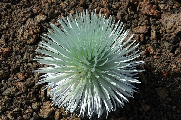 Argyroxiphium sandwicense