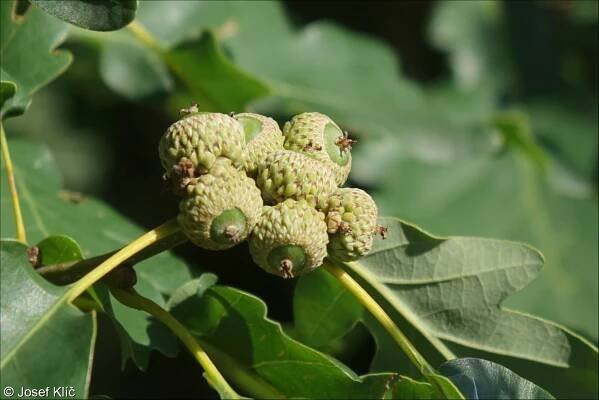 Quercus petraea – dub zimní (drnák)