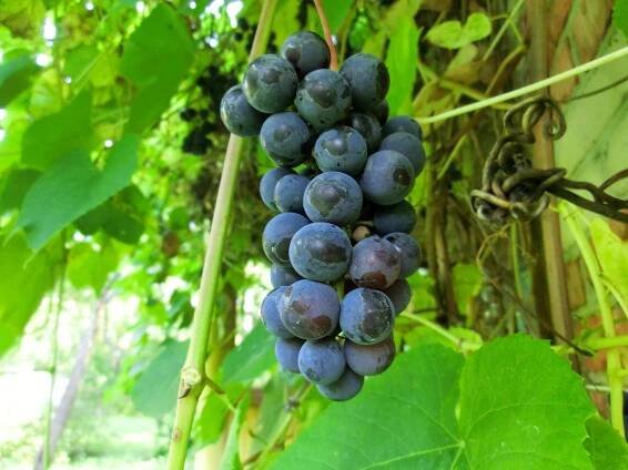 Mrazuvzdorné odrůdy: nejvíce zimovzdorné nepokrývající odrůdy