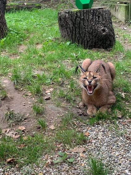 ZOO Ostrava – ZŠ Koryčanské Paseky