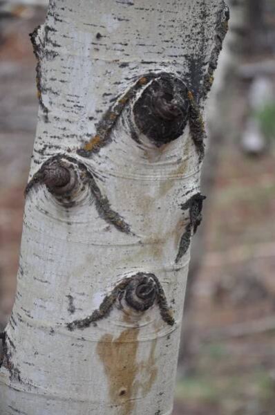 aspens, golden quaking aspen