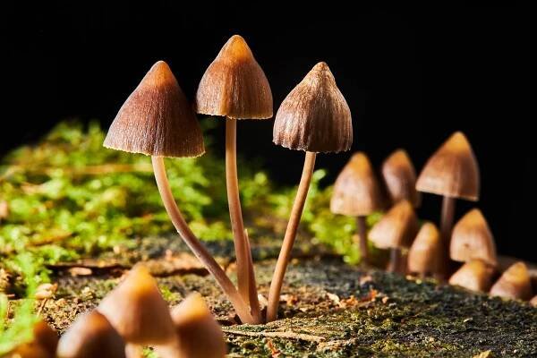 Natural Compound From Mushrooms Could Benefit People With Cancer and Major Depression