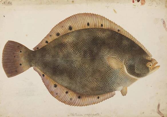 Spotted halibut