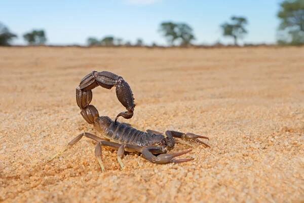 Granulovaný štír (Parabuthus granulatus), poušť Kalahari, Jihoafrická republika — Stock obrázek