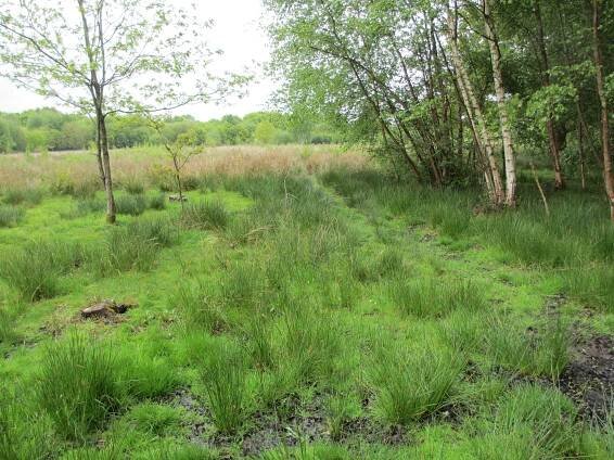 Blindley Heath SSSI