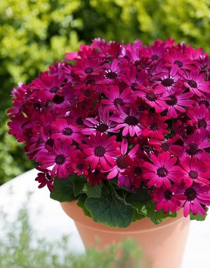Senetti Ruby Red
