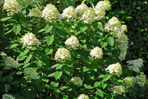 Blooming hydrangea Paniculata ' Limelight '