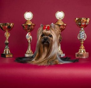 Ask Me Bohemia Platina :: Yorkshire Terrier - Sharbest | Chovatelská stanice jorkšírských teriérů