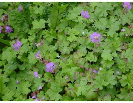 Geranium dalmaticum - kakost