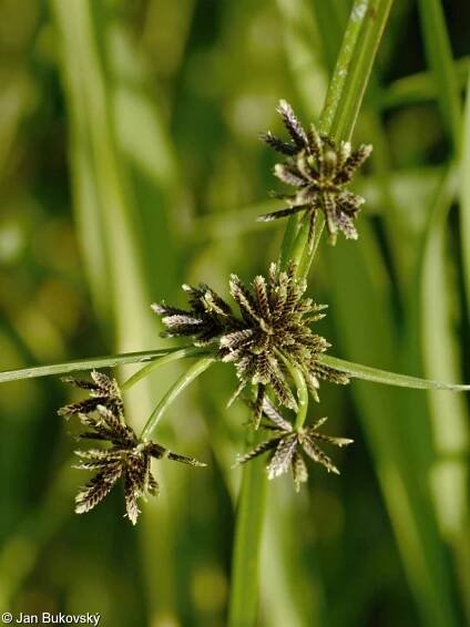 Cyperus fuscus – šáchor hnědý • Pladias: Databáze české flóry a vegetace