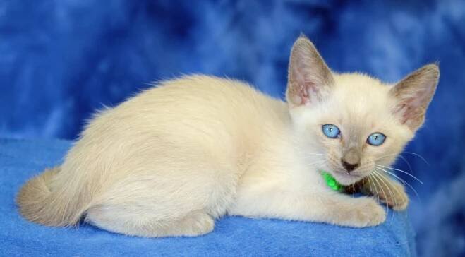 Felicia’s third litter at SEVEN weeks