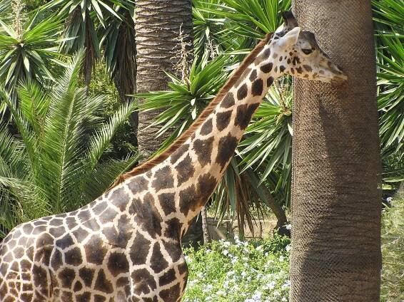Barcelona Zoo • Cestovatelský portál Travellect