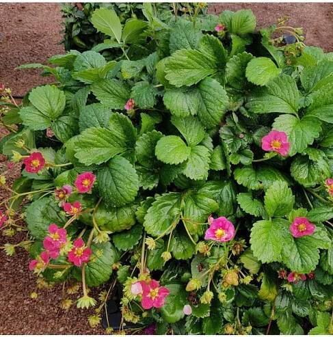 Jahodník stáleplodící Toscana F1 - Fragaria ananassa - semena - 10 ks