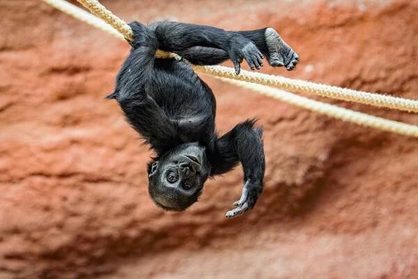 Zoo Praha, gorila