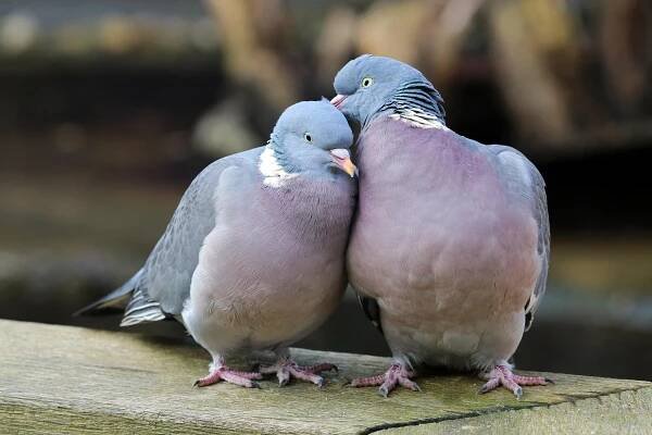 Verliebte Tauben aus nächster Nähe — Stockbild