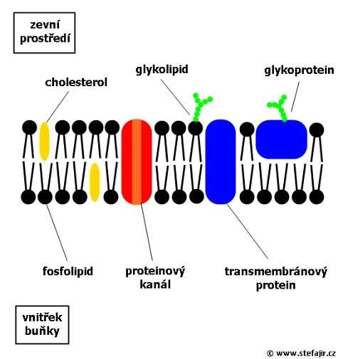Cytoplazmatická membrána | Medicína, nemoci, studium na 1. LF UK