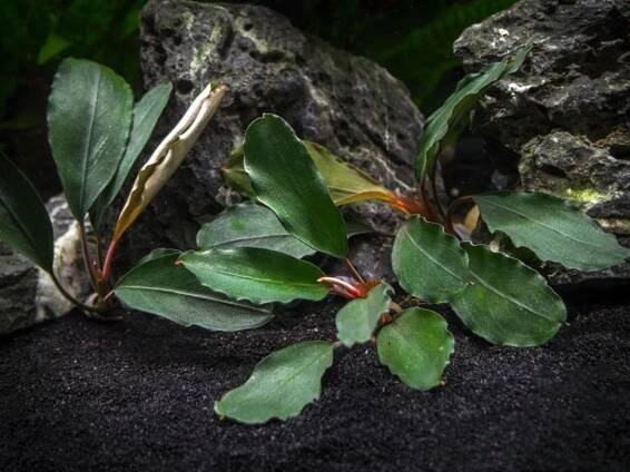 Bucephalandra theia