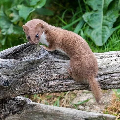 Lasice kolčava (Mustela nivalis) – Stephan Morris / Shutterstock