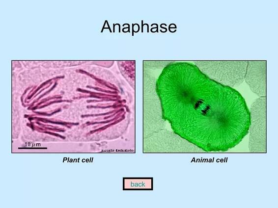 Anaphase back Plant cell Animal cell 