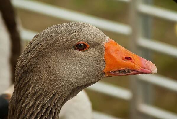Grey goose with teeth