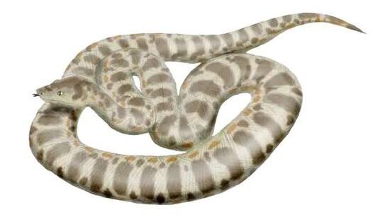 Titanoboa