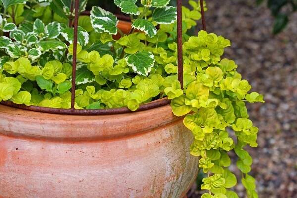Abono para planta de incienso