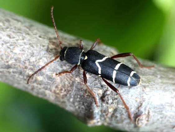 Clytus relictus