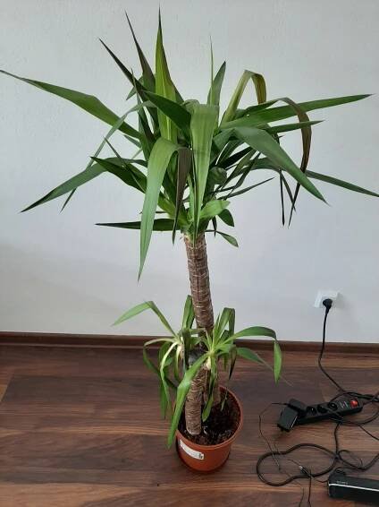 Yucca elephantipes - ovisnute listy/hnedé škvrny - Choroby | Zahrada.sk