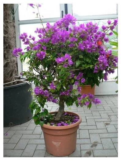 Bougainvilliea, Bugenvilea 120 cm - palmycasy.cz